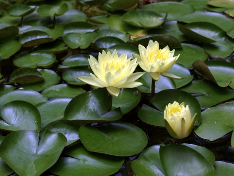 Yellow Rising From Green  Yellow Rising From Green